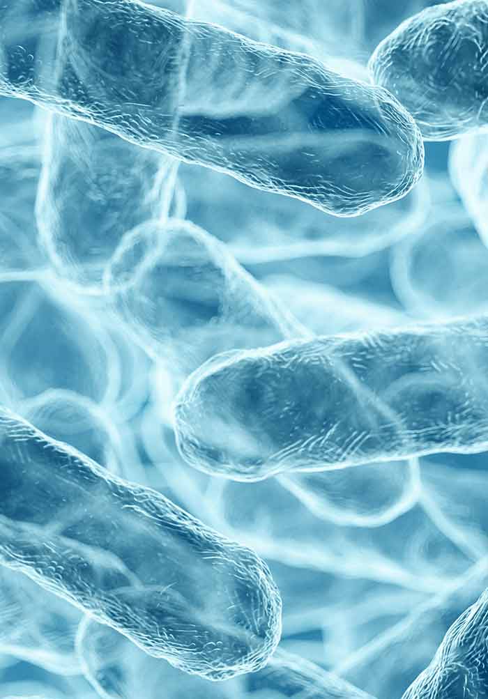 Bacillus subtilis - Emerging Applications and Biotechnological Advances ...